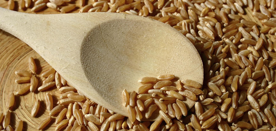 Kamut, il cereale naturalmente bio