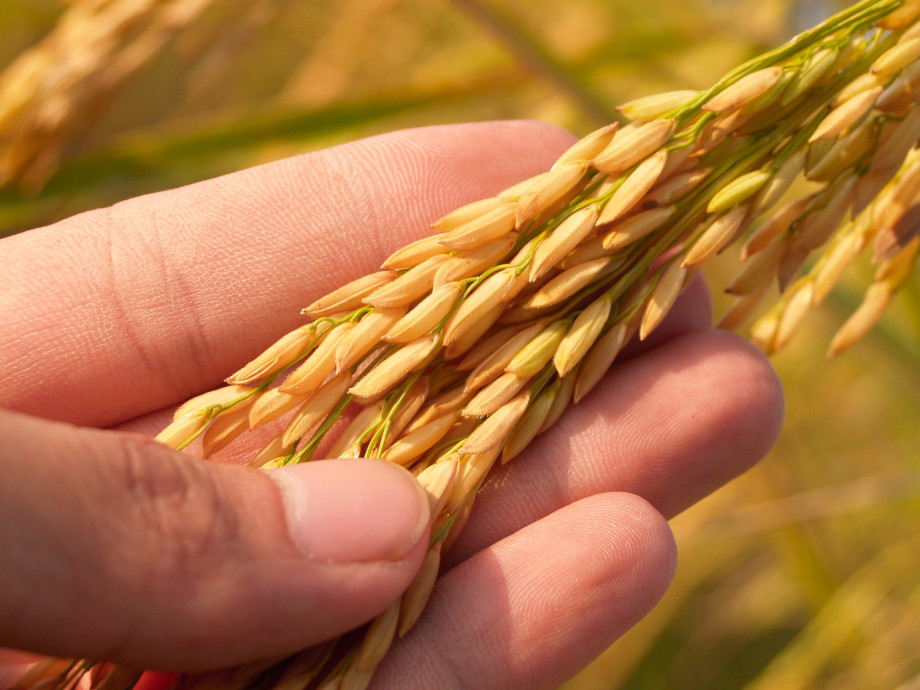 Crusca: proprietà e benefici